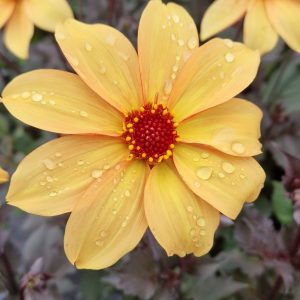 Dahlia 'Bishop of York'