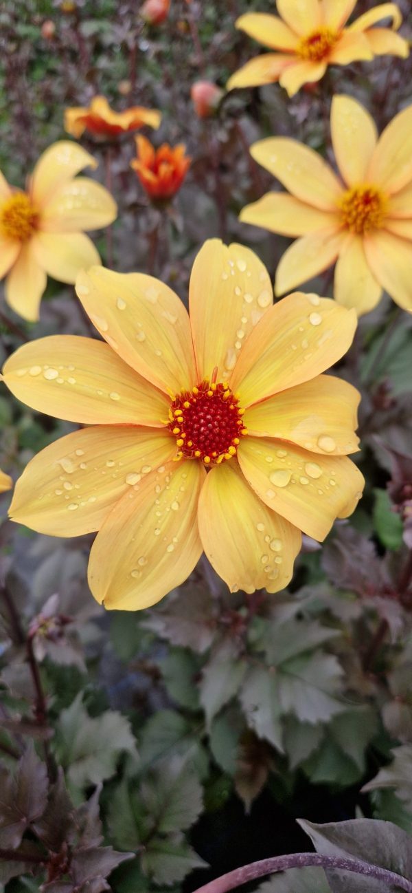 Dahlia Bishop of york Dahlia 'Bishop of York'