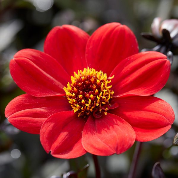 Dahlia 'Happy Days Scarlet'