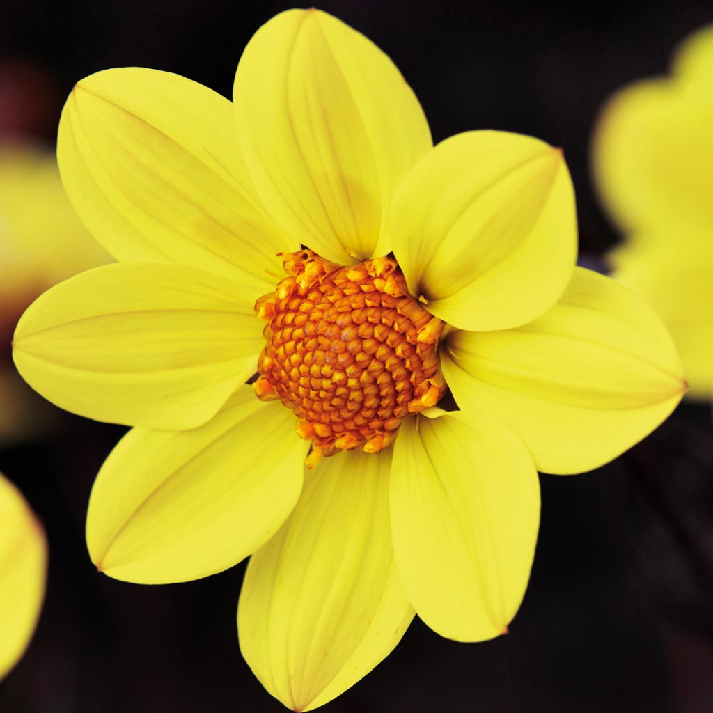 Dahlia 'Happy Days Yellow' Shop Established Dahlia Proctors Nursery