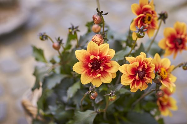 Dahlia 'Lubega Dark Bicolour Orange'