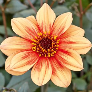 Dahlia 'Lubega Dark Orange' PBR