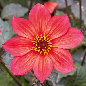 Dahlia 'Lubega Dark Red Glow' PBR