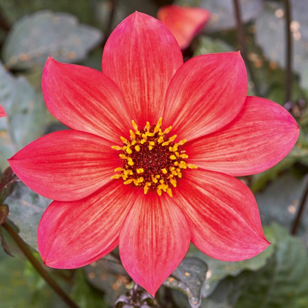 Dahlia 'Lubega Dark Red Glow' PBR Dahlia 'Lubega Dark Red Glow' PBR