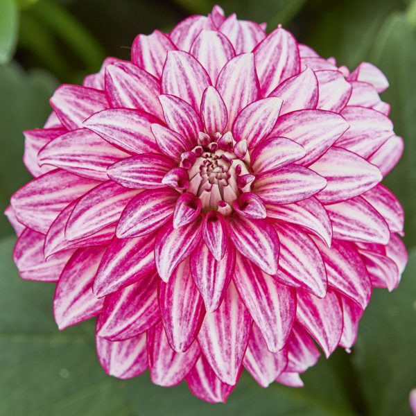 Dahlia 'Lubega Power Cherry Stripes' PBR