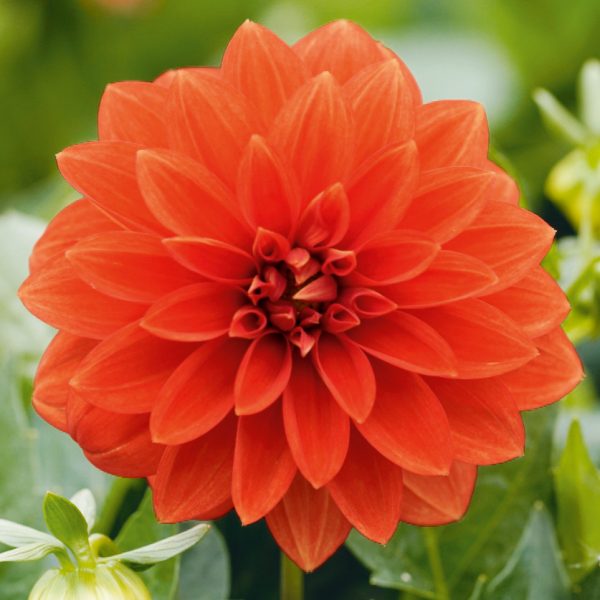 Dahlia 'Lubega Power Orange' PBR Dahlia 'Lubega Power Orange' PBR