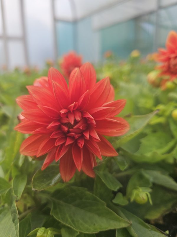 Dahlia 'Lubega Power Orange' PBR Dahlia 'Lubega Power Orange' PBR