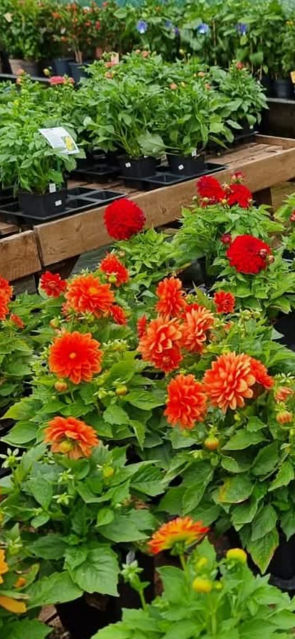 Dahlia 'Lubega Power Orange' PBR2 Dahlia 'Lubega Power Orange' PBR