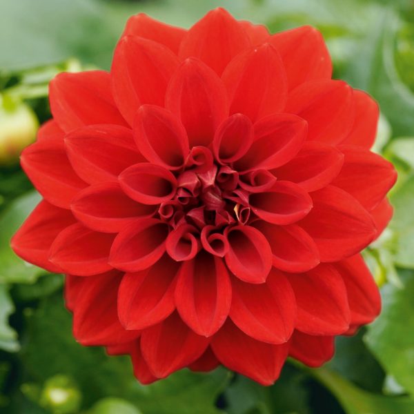 Dahlia 'Lubega Power Scarlet' PBR