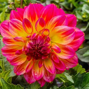 Dahlia 'Lubega Power Tropical Punch' PBR