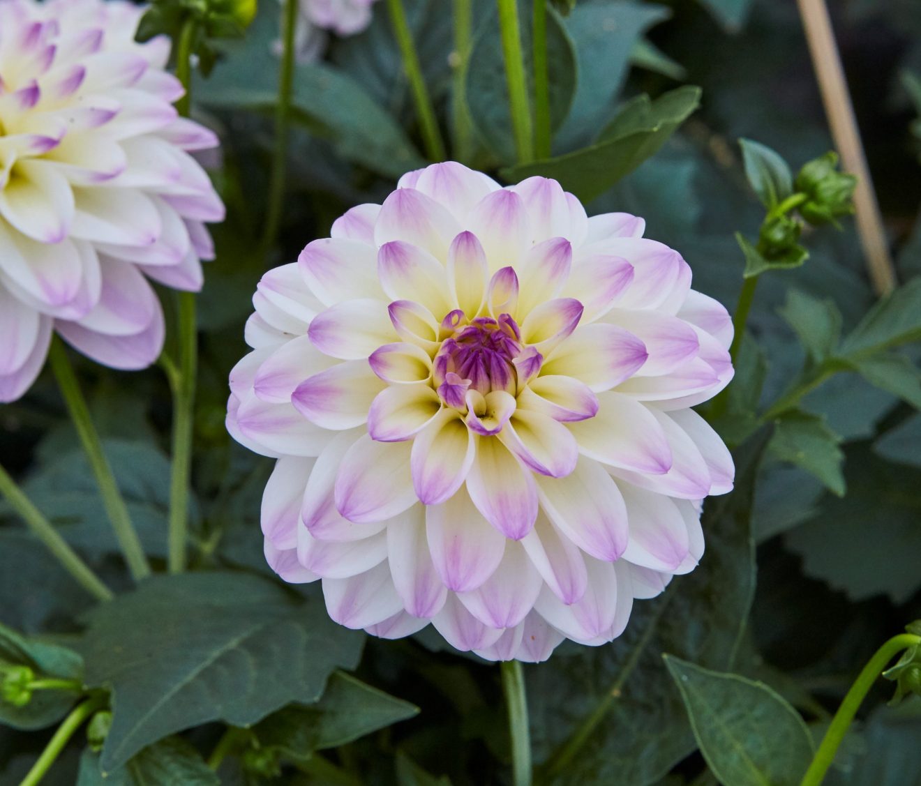 Dahlia 'Lubega Power White Lilac Frost' PBR Proctors Nursery