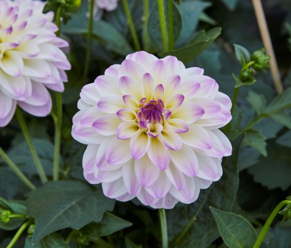 Dahlia 'Lubega Power White Lilac Frost' PBR Dahlia 'Lubega Power White Lilac Frost' PBR
