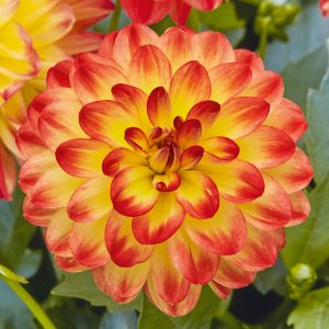 Dahlia 'Lubega Power Yellow Orange' PBR