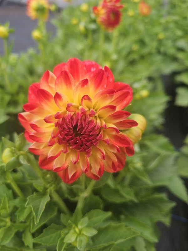Dahlia 'Lubega Power Yellow Orange' PBR Dahlia 'Lubega Power Yellow Orange' PBR