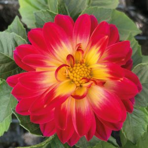 Dahlia 'Lubega Special Bicolour Burgundy'