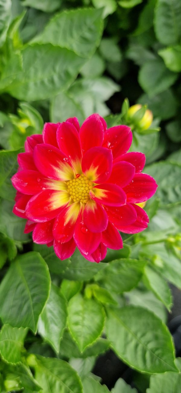 Dahlia 'Lubega Special Bicolour Burgundy'