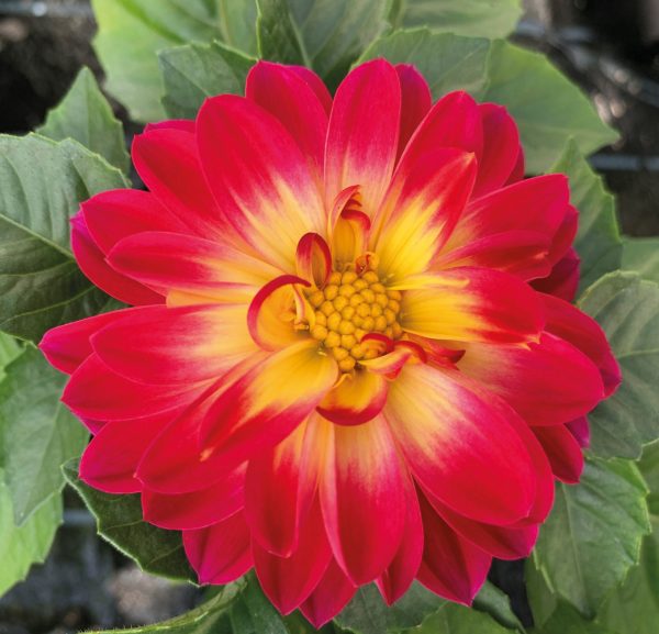 Dahlia 'Lubega Special Bicolour Burgundy'