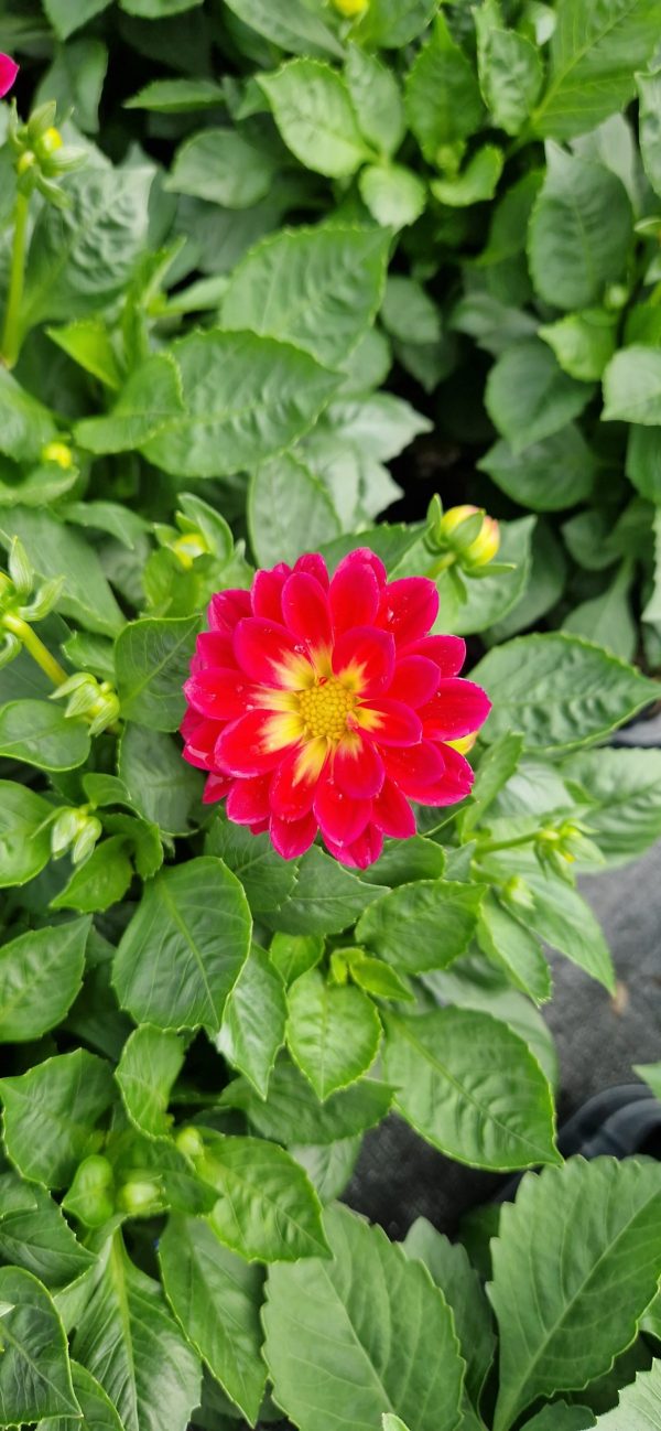 Dahlia 'Lubega Special Bicolour Burgundy'