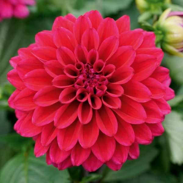 Dahlia 'Lubega XL Burgundy'
