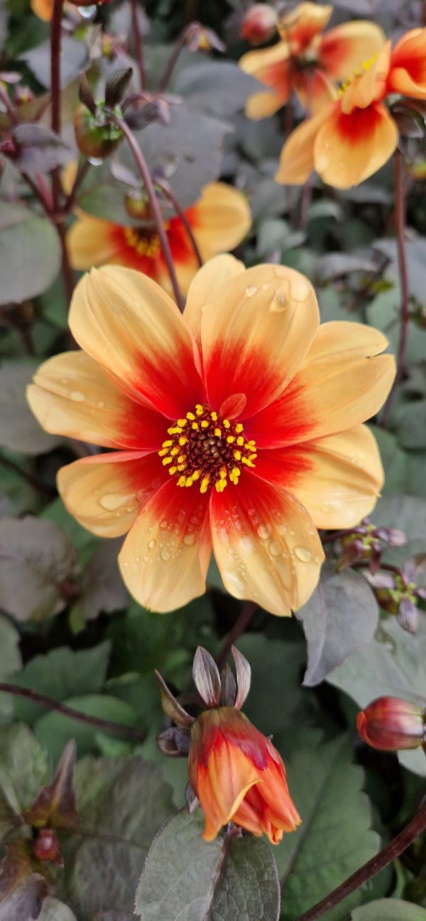Dahlia 'Moonfire' Dahlia 'Moonfire'