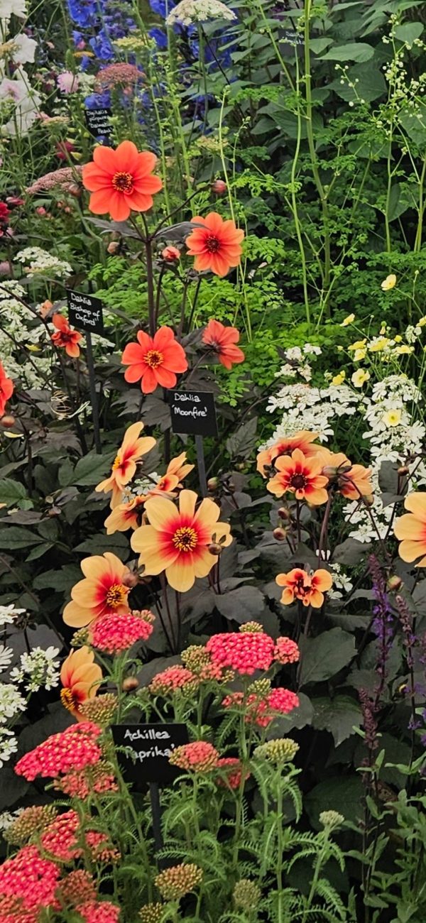Dahlia 'Moonfire'2 Dahlia 'Moonfire'