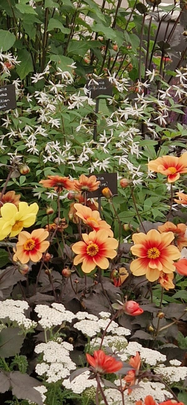 Dahlia 'Moonfire'3 Dahlia 'Moonfire'