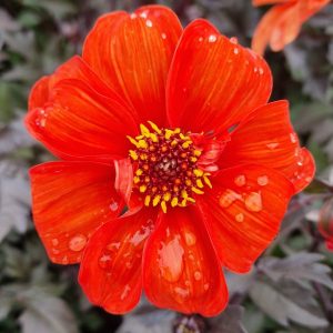 Dahlia 'Bishop of Oxford'