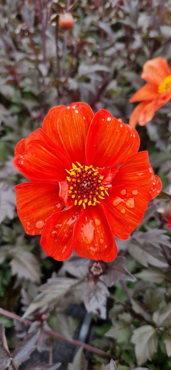Dahlia bishop of Oxford Dahlia 'Bishop of Oxford'