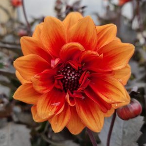 Dahlia 'Lubega Dark Bicolour Orange'