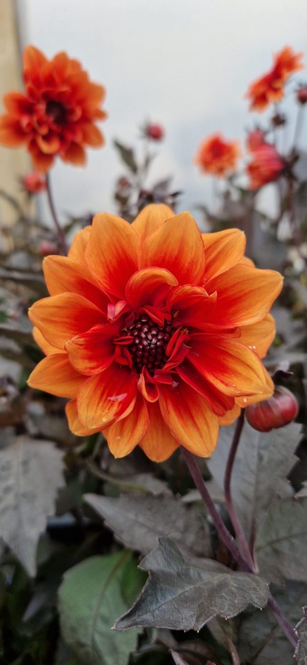 Dahlia 'Lubega Dark Bicolour Orange'