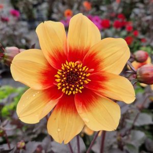 Dahlia 'Moonfire'