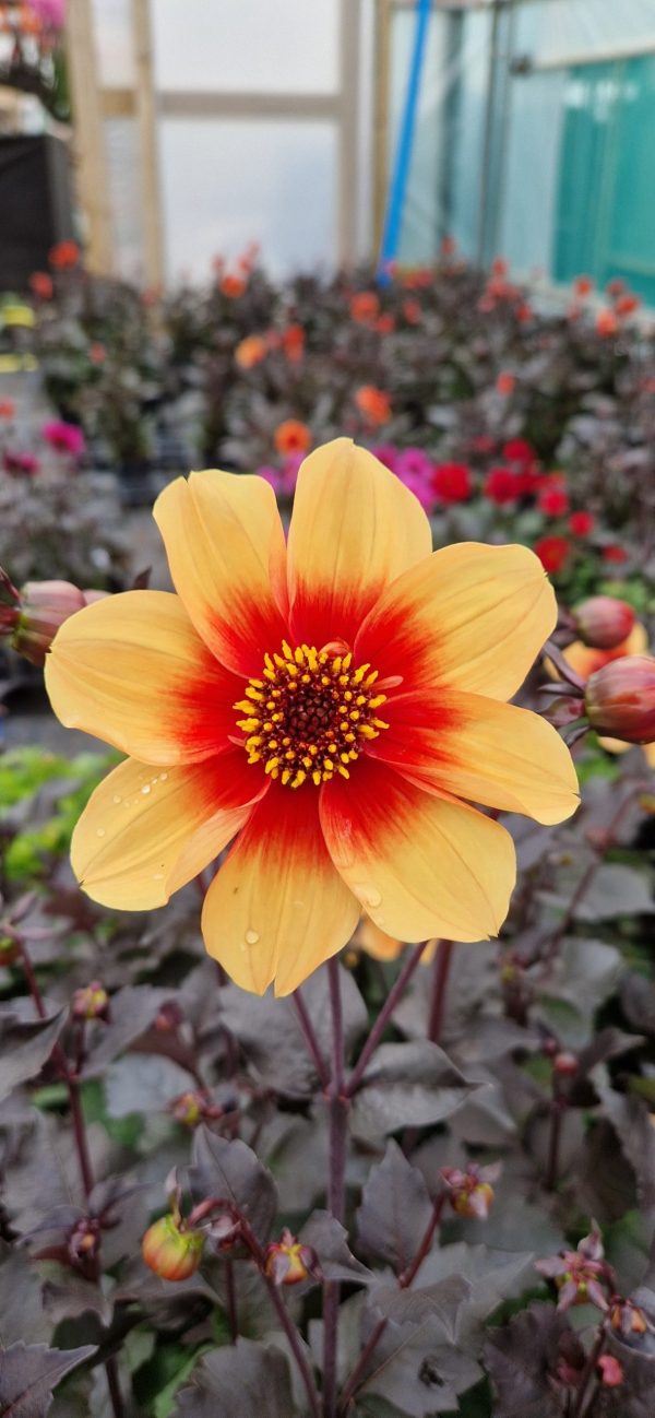 Dahlia moonfire Dahlia 'Moonfire'