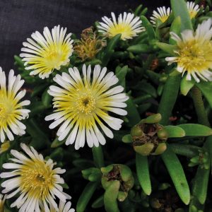 Delosperma 'Suntropics Cream'