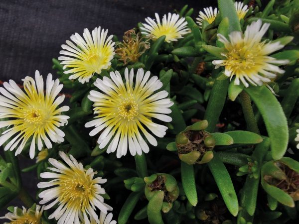 Delosperma 'Suntropics Cream' Delosperma 'Suntropics Cream'
