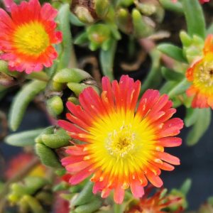 Delosperma 'Suntropics Fire'