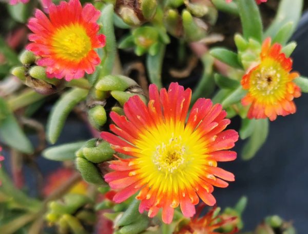 Delosperma__Suntropics_Fire_ Delosperma 'Suntropics Fire'