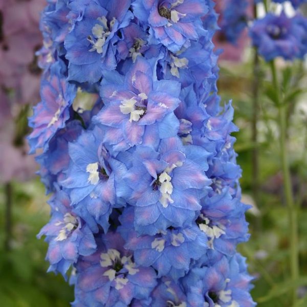 Delphinium 'Blue Lace' (New Millenium Series) Delphinium 'Blue Lace'