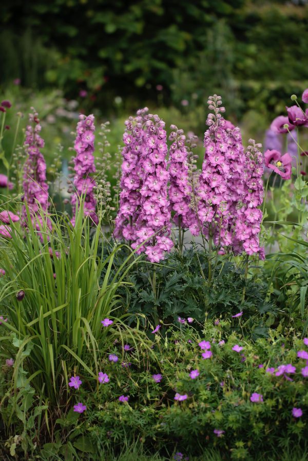 Delphinium 'Delgenius Chantay'2 Delphinium 'Delgenius Chantay'
