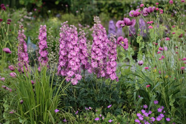 Delphinium 'Delgenius Chantay'3 Delphinium 'Delgenius Chantay'