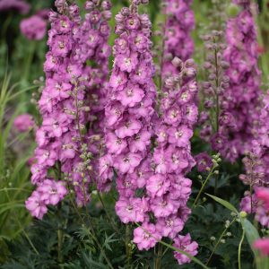 Delphinium 'Delgenius Chantay'