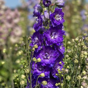 Delphinium 'Delgenius Kingsley'