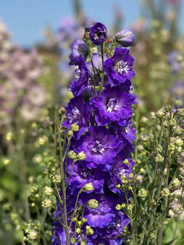 Delphinium 'Delgenius Kingsley'