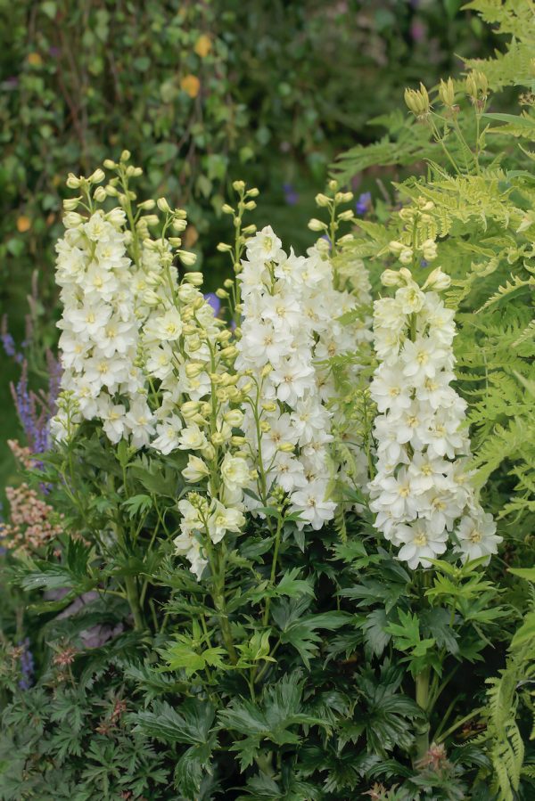 Larkspur - White - Delphinium