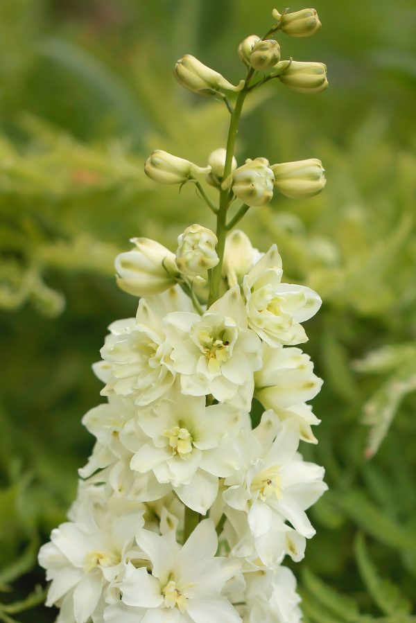 Delphinium 'Delgenius Neva'