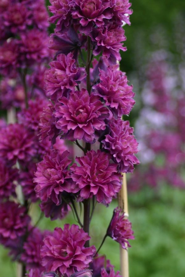 Delphinium 'Highlander Flamenco'