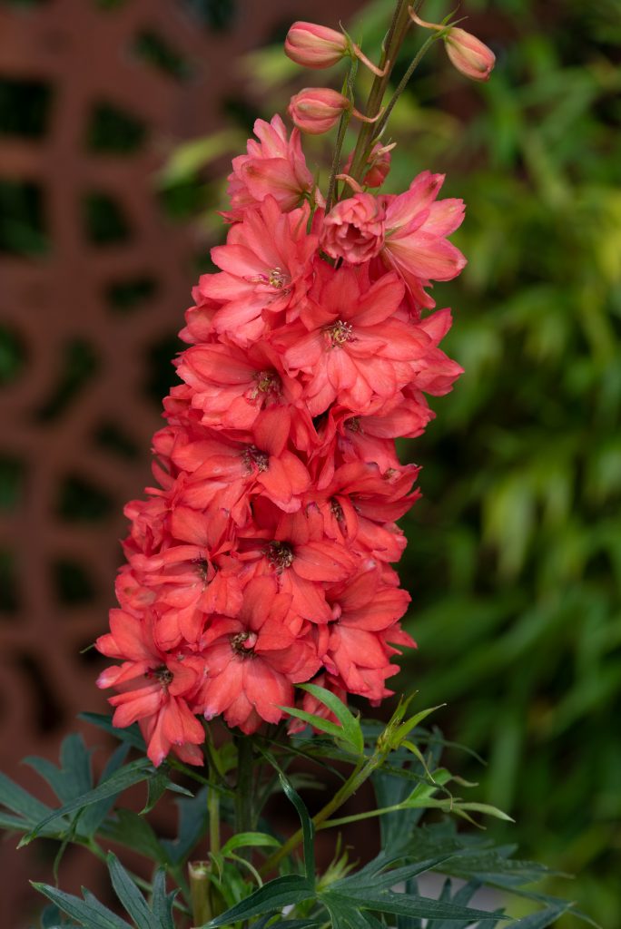 Delphinium 'Red Lark' | Shop Established Delphiniums | Proctors Nursery