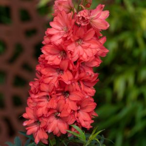 Delphinium 'Red Lark'
