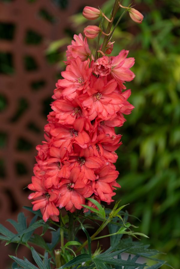 Delphinium 'Red Lark' Delphinium 'Red Lark'