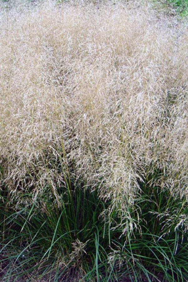 Deschampsia cespitosa 'Palava'