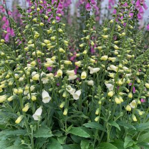 Digitalis 'Lucas White'